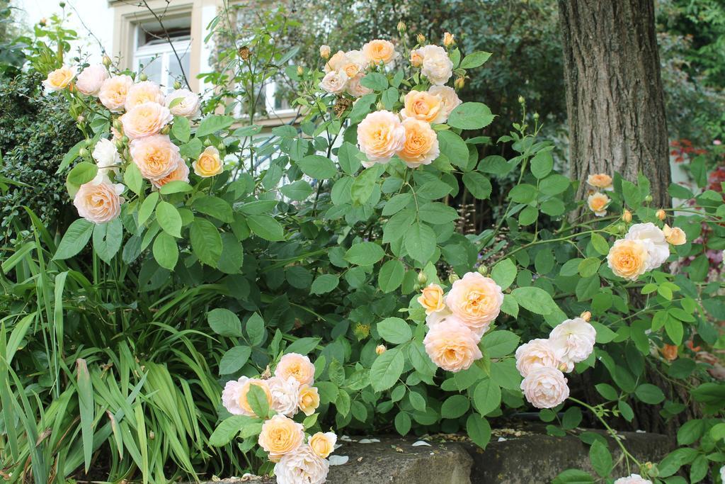 Maison Mille Fleurs Sankt Julian 외부 사진